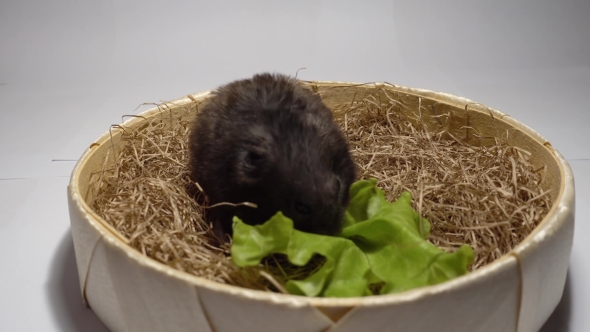 Hamster Sitting on Hay and Eat Green Leaf