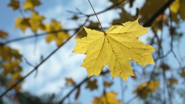 Auturm Park Trees City
