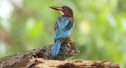 Bird wait for hunting