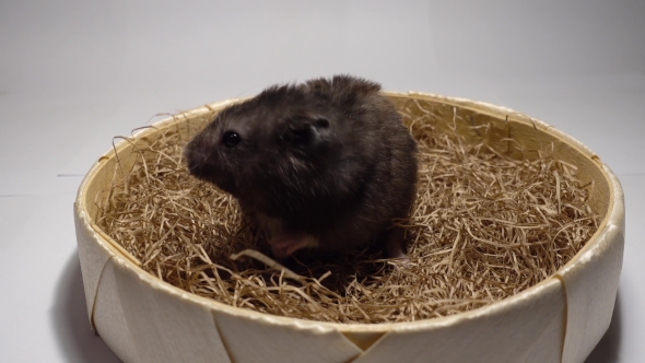 Hamster Sitting in Hay