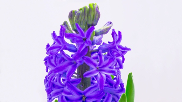 Blue Hyacinth Flower Blooming alt