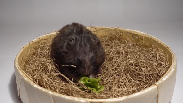 Hamster Sitting on the Hay