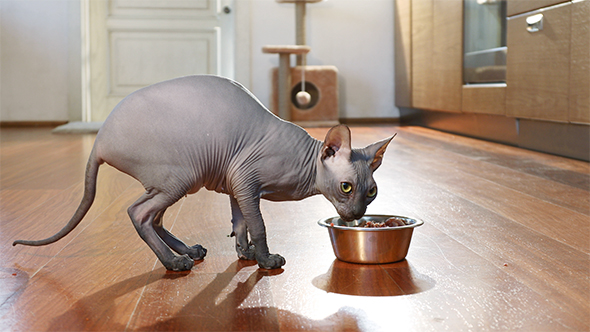 Don Sphinx Cat Eating From a Bowl