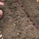 Hand of Woman Farmer Seeding Onions in Organic Vegetable Garden - VideoHive Item for Sale