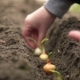 Hand of Woman Farmer Seeding Onions in Organic Vegetable Garden - VideoHive Item for Sale