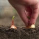 Hand of Woman Farmer Seeding Onions in Organic Vegetable Garden - VideoHive Item for Sale