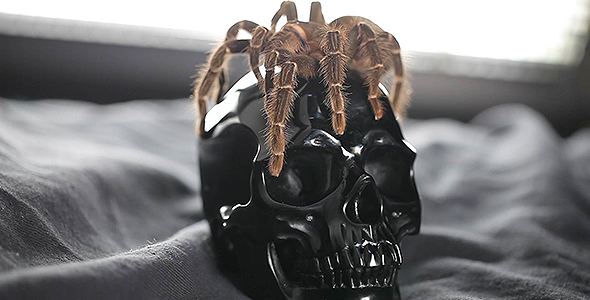 Spider and Black Skull