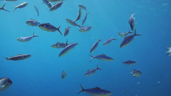 A Large Group of Fish Swim in the Red Sea, Stock Footage | VideoHive