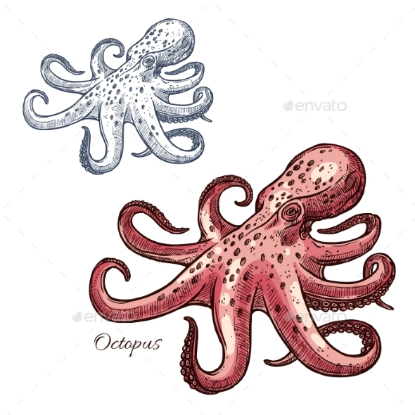 Octopus Isolated Sketch for Seafood Design - Animals Characters