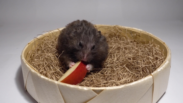 Hamster Sitting on Hay and Eating Red Apple.