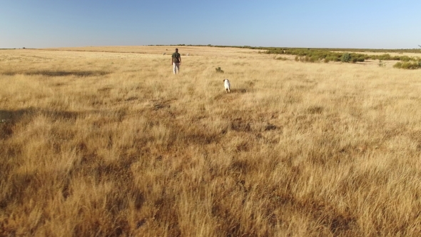 Pointer Pedigree Dogs Running with Hunter Over Wheat Field alt
