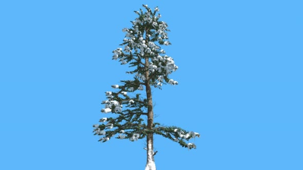 White Fir Thin Tree Snow on Branches Coniferous alt