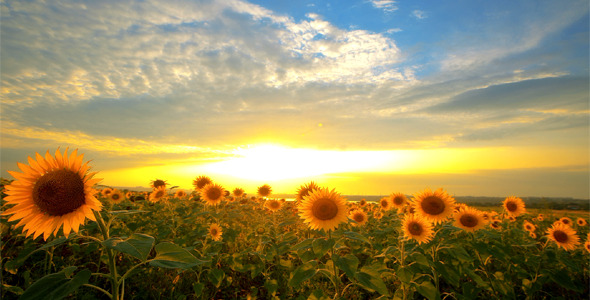 Flowering Sunflowers On A Background Sunset