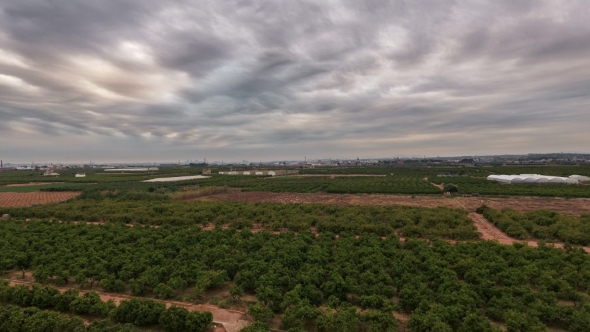 Aerial View  of Orange Tree Field alt