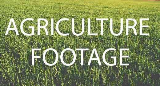 Agriculture Stock Footage