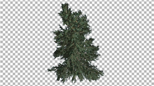 White Fir Branchy Christmas Tree Coniferous alt