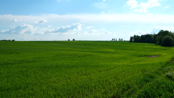Countryside Natural Background. Field with Wheat Germ. Cloudscape in Spring Sunny Day. Russia. alt