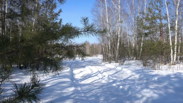 Pine Branches Against the Blue Sky and Birches