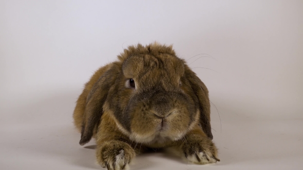 Fluffy Rabbit Sits on a White Background