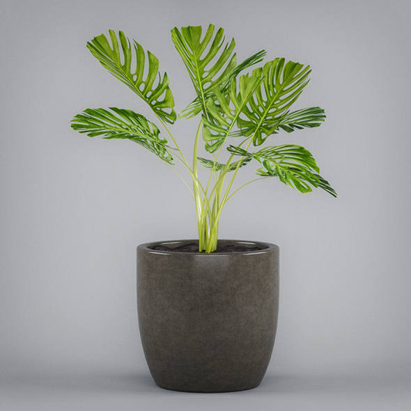 Monstera Potted Plant - 3Docean 19674279