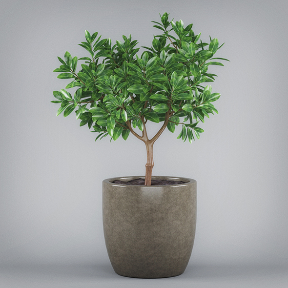Potted Bonsai Tree - 3Docean 19674375