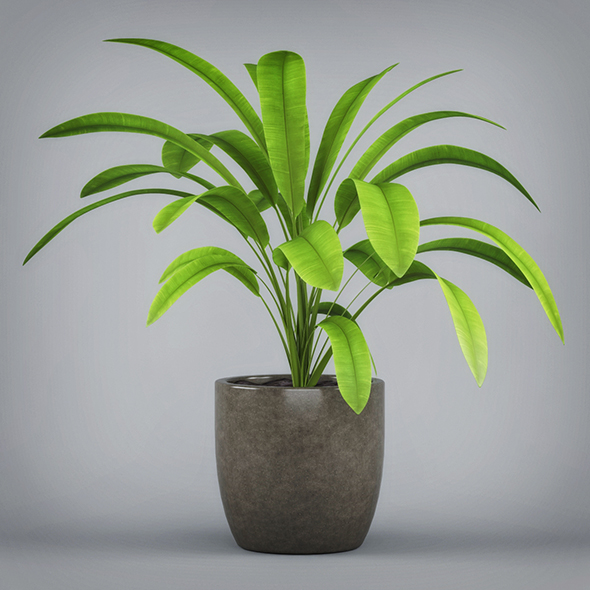 Potted Banana Plant - 3Docean 19674494