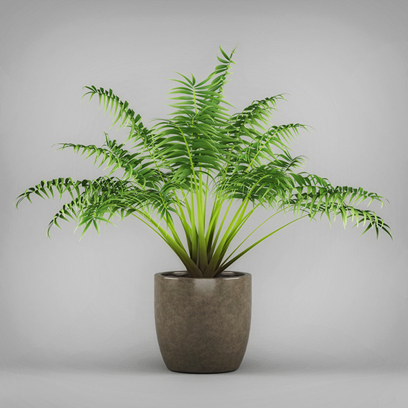 Potted Kentia Palm - 3Docean 19674569
