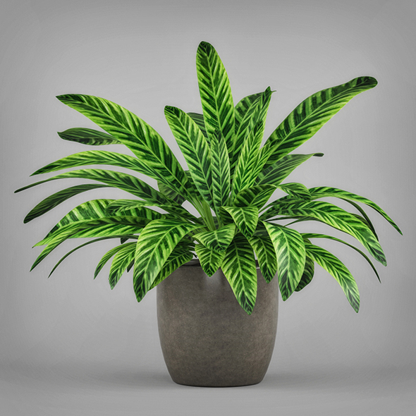 Potted Peace Lily - 3Docean 19674686