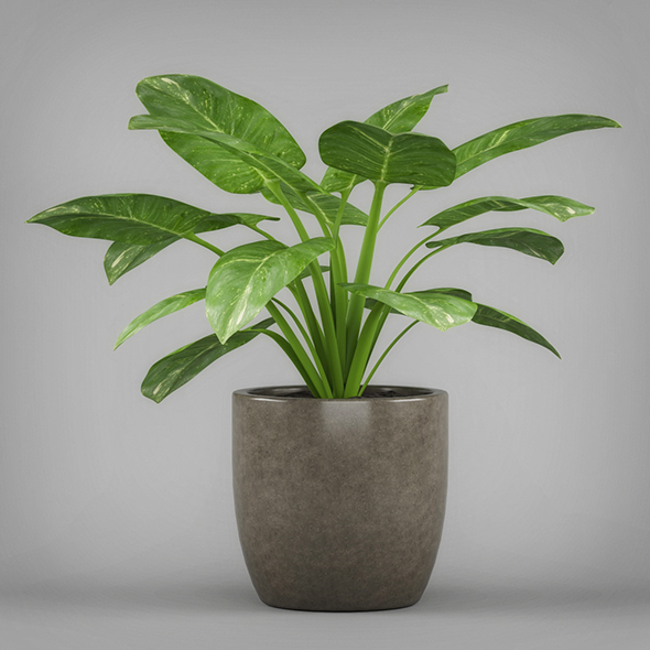 Potted Arrowhead Plant - 3Docean 19674753