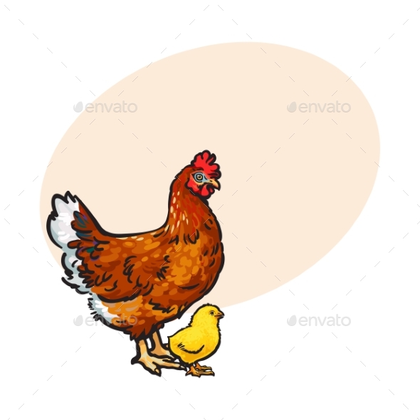 Hen and Little Yellow Newborn - Food Objects