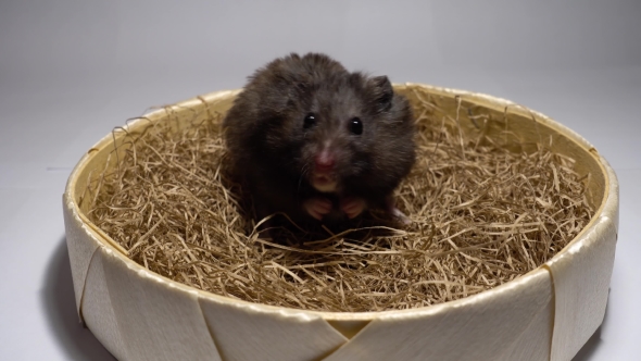 Hamster Sitting on Hay