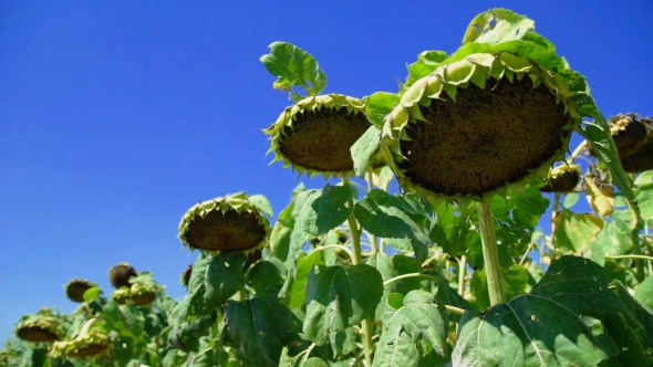 Field of Blooming Sunflowers in a Summer Sunny Day alt