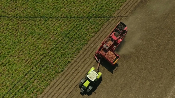 Potato Harvesting by Mechanical Means in the Field, Aerial View alt