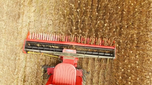 Combine Working on a Sunflower Field alt