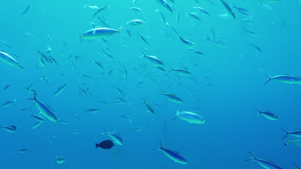 Rich Underwater World A Flock of Res Sea Fusilier Fish Is Coked with Plankton alt