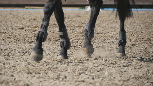 Foot of Horse Running on the Sand. of Legs of Stallion Galloping on the ...