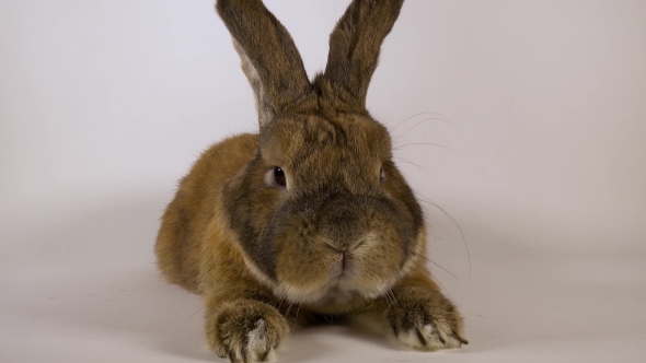 Fluffy Rabbit 