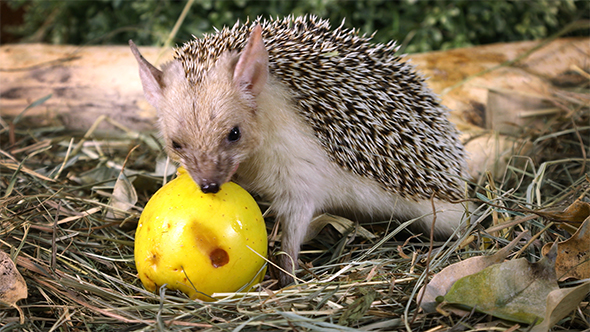 African Hedgehog with Apple