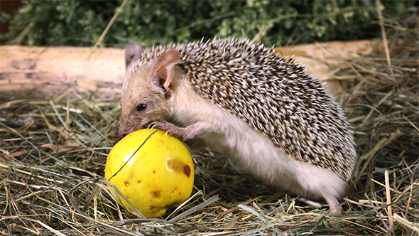 African Hedgehog Eating an Apple