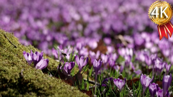Violet Crocus Wild Flowers Field With Oaks Trees
