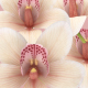 Flowers Orchid - VideoHive Item for Sale
