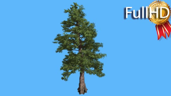 Western Red Cedar Strong Coniferous Evergreen alt