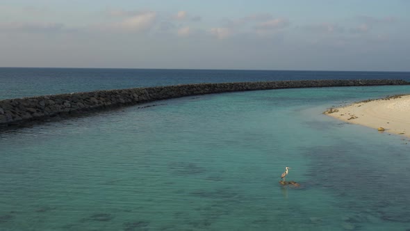 Bird in the Ocean alt
