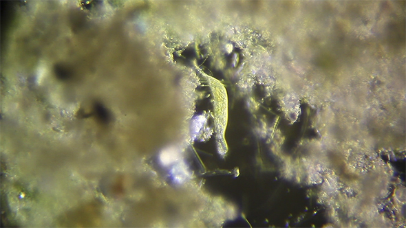 Microscopy: Uroleptus Piscis 01