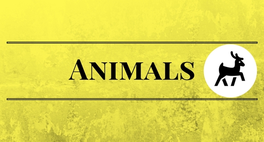 Animals