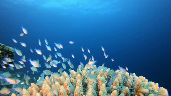 Coral Reef Blue-Green Chromis alt