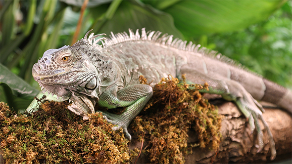 Large Green Iguana On a Mossy Branch