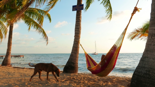 Man With a Dog in a Hammock alt