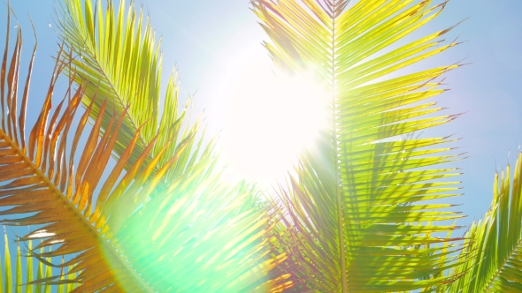 Sun Shinning Into the Camera Through Palm Leafs