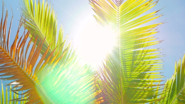 Sun Shinning Into the Camera Through Palm Leafs alt